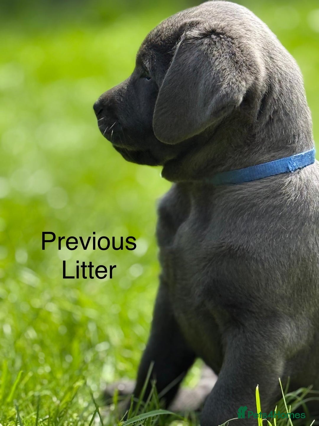 Labrador Retriever dogs for sale: Just a beautiful litter - Advert 13