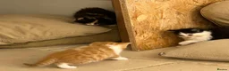 British Shorthair cats for sale: beautiful british shorthair and longhair kittens  - Advert 26