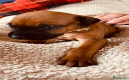 Rhodesian Ridgeback dogs for sale: Rhodesian Ridgeback Puppy 6 - Lovely Red Wheaten FULLY health tested parents - Image 1