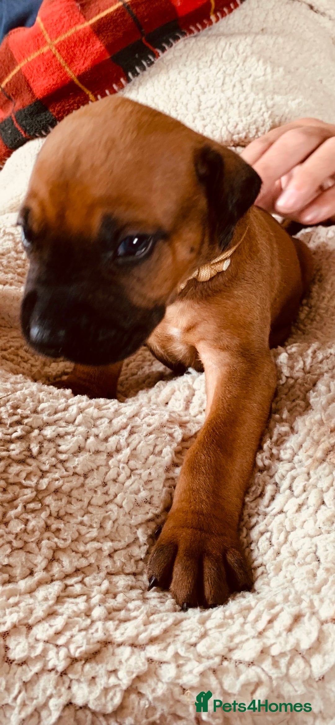 Rhodesian Ridgeback dogs for sale: Rhodesian Ridgeback Puppy 6 - Lovely Red Wheaten FULLY health tested parents - Image 1
