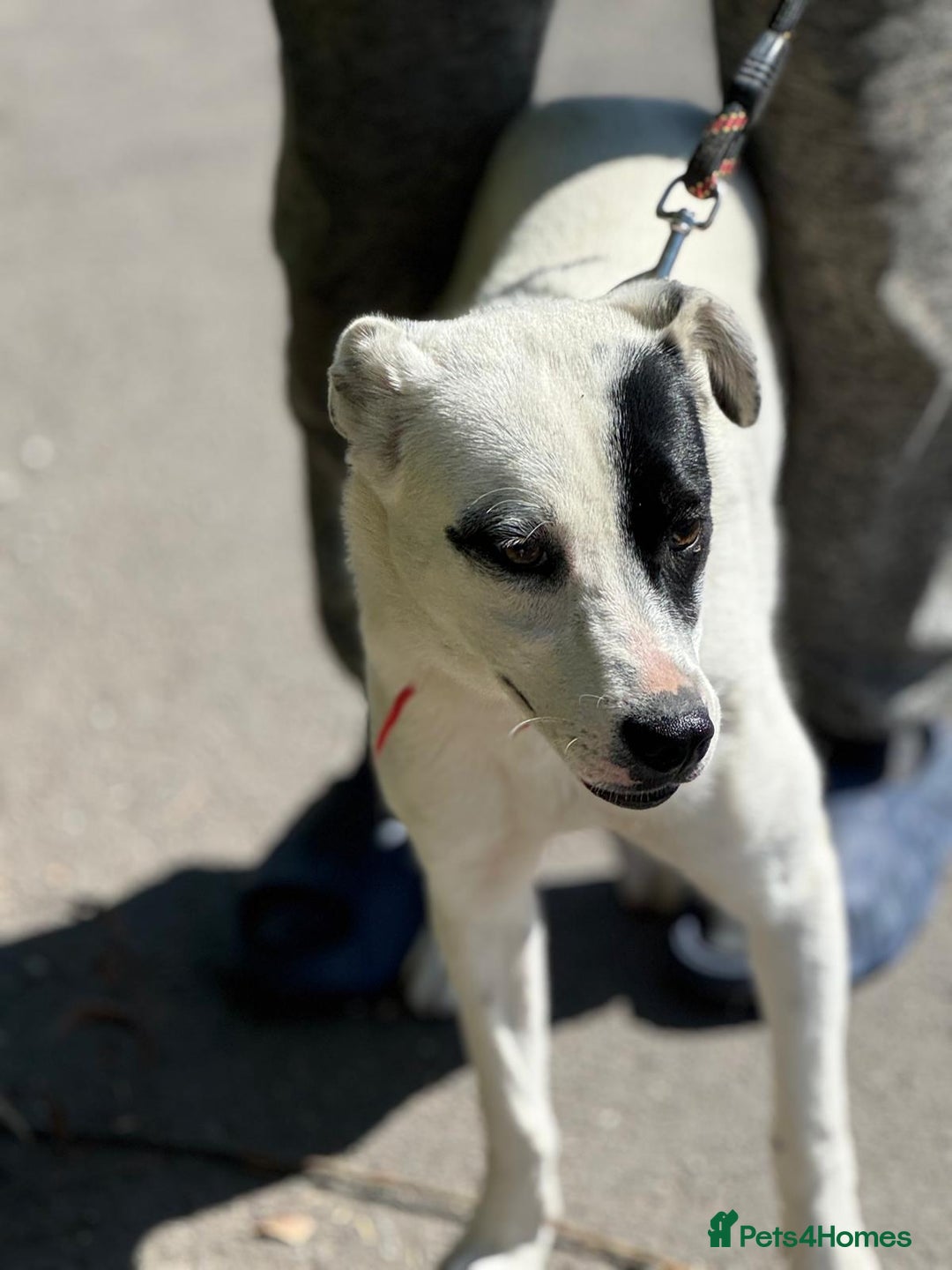Mixed Breed dogs for adoption: LUCY - a Superb young Girl for a Loving Home - Image 11