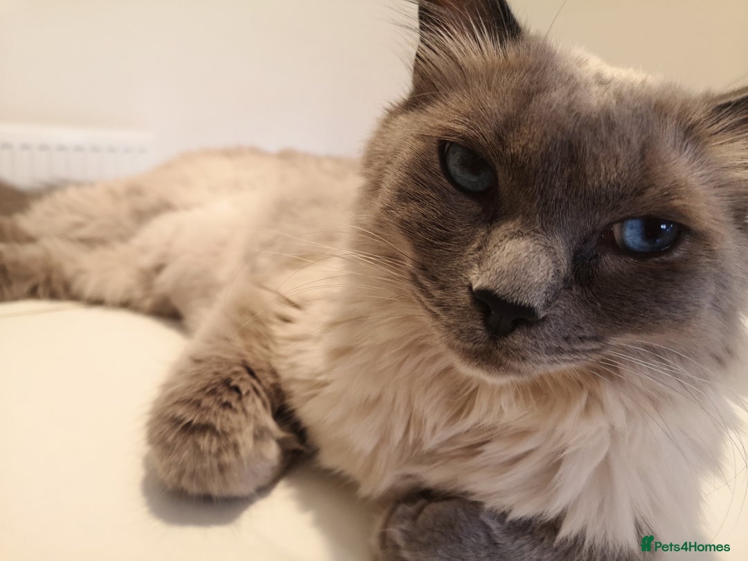 Ragdoll cats for sale: Freddie the ragdoll  - Image 1
