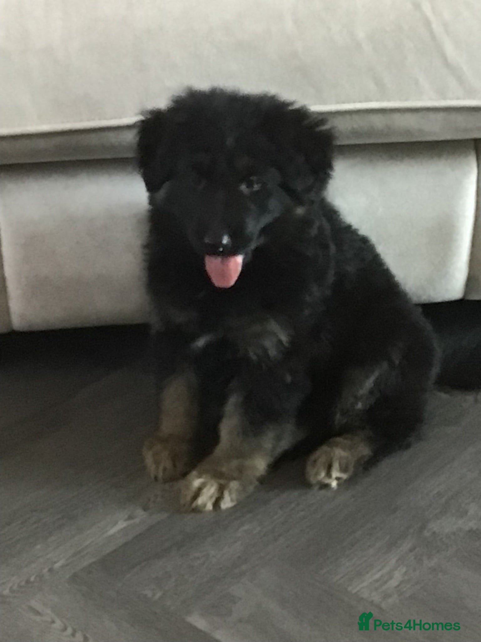 German Shepherd dogs for sale: German shepherd straight back puppies - Advert 1