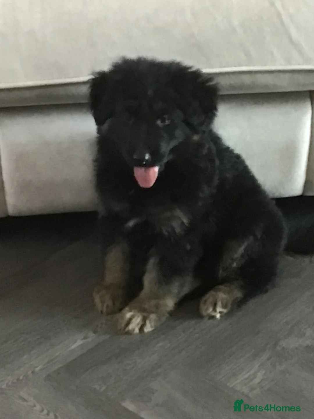 German Shepherd dogs for sale: German shepherd straight back puppies - Advert 1
