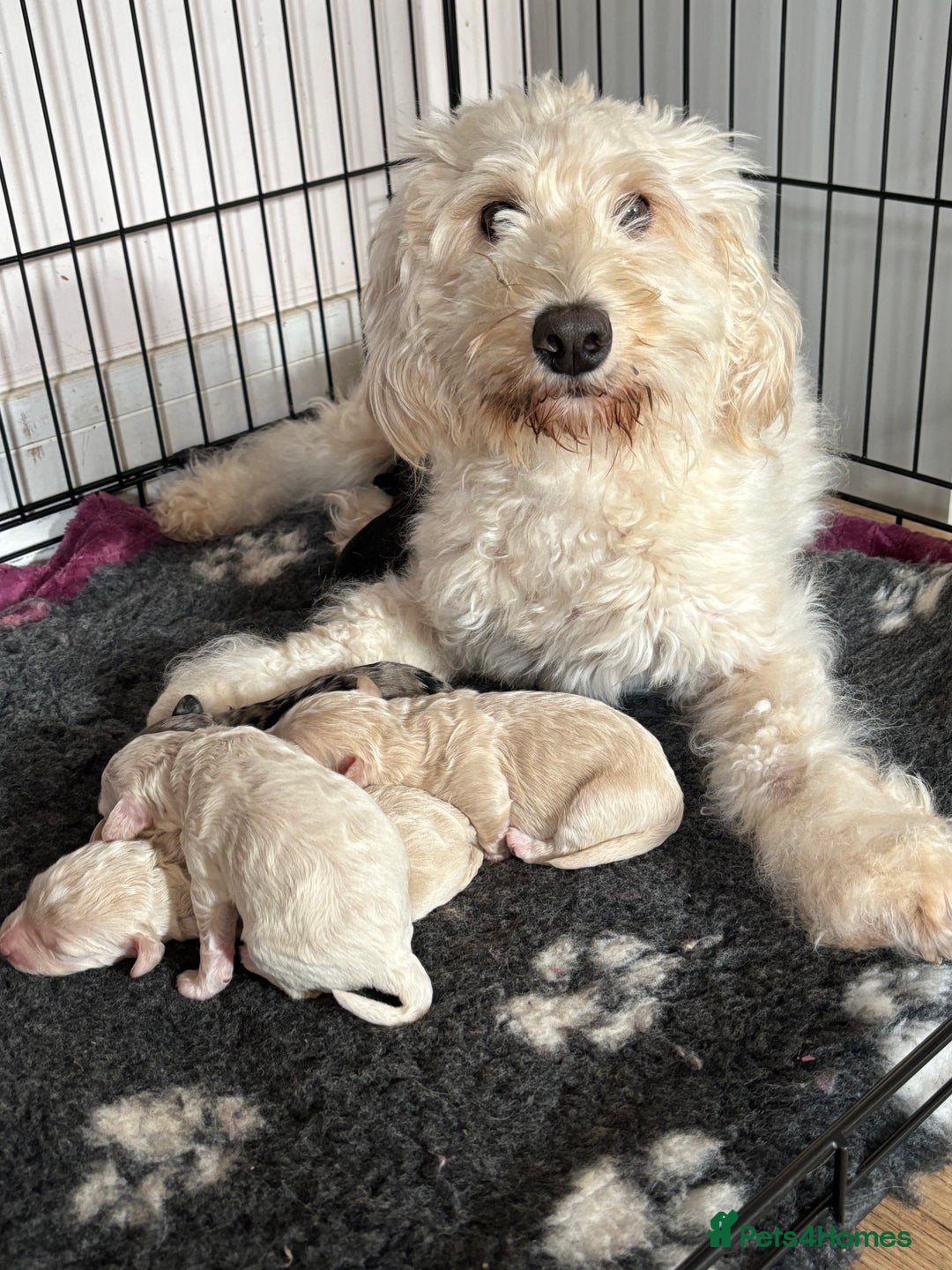 Schnoodle dogs for sale: Gorgeous schnoodle puppies  - Image 11