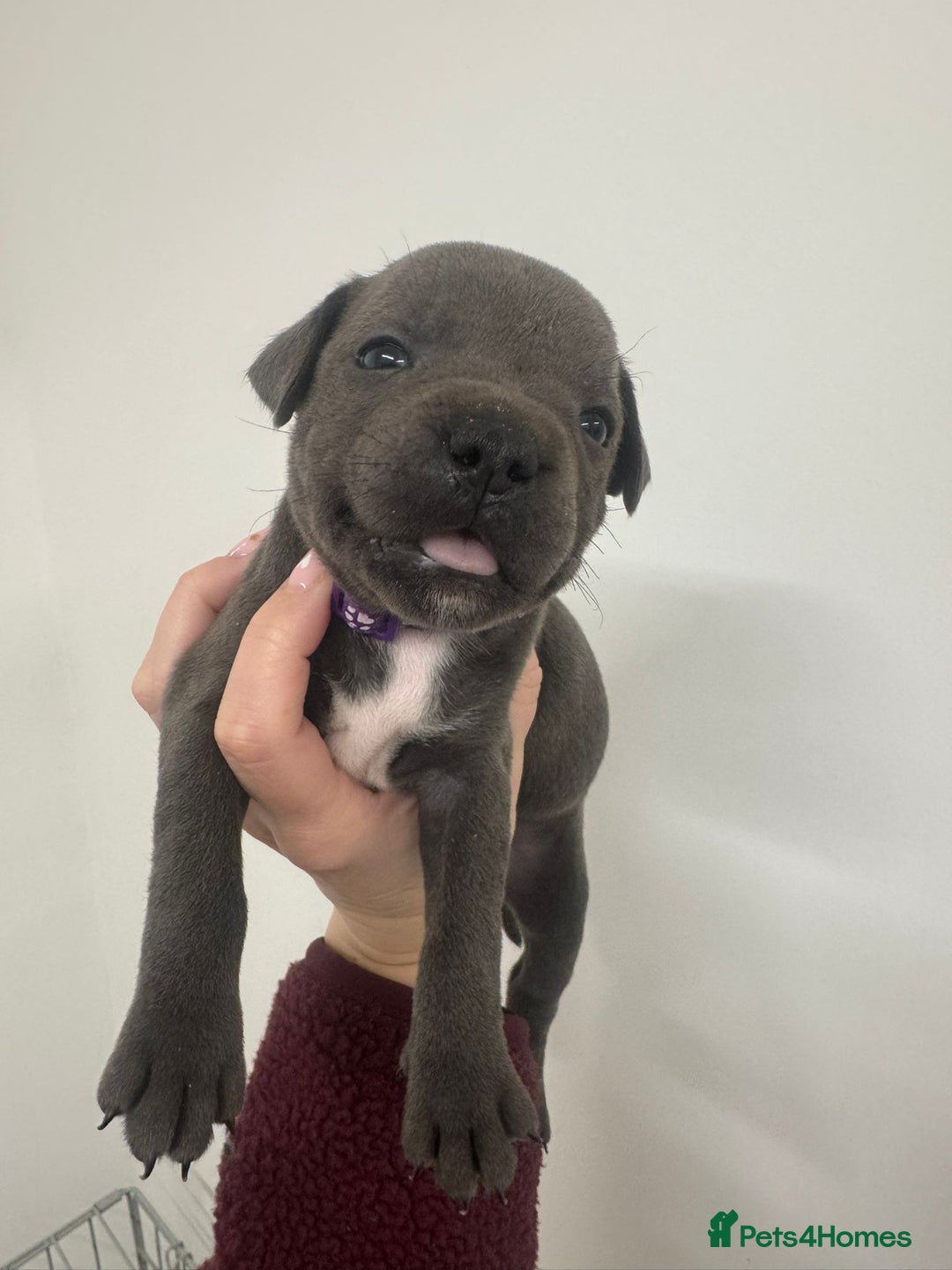 Staffordshire Bull Terrier dogs for sale:  KC Registered Staffordshire Bull Terrier Puppies - Advert 15