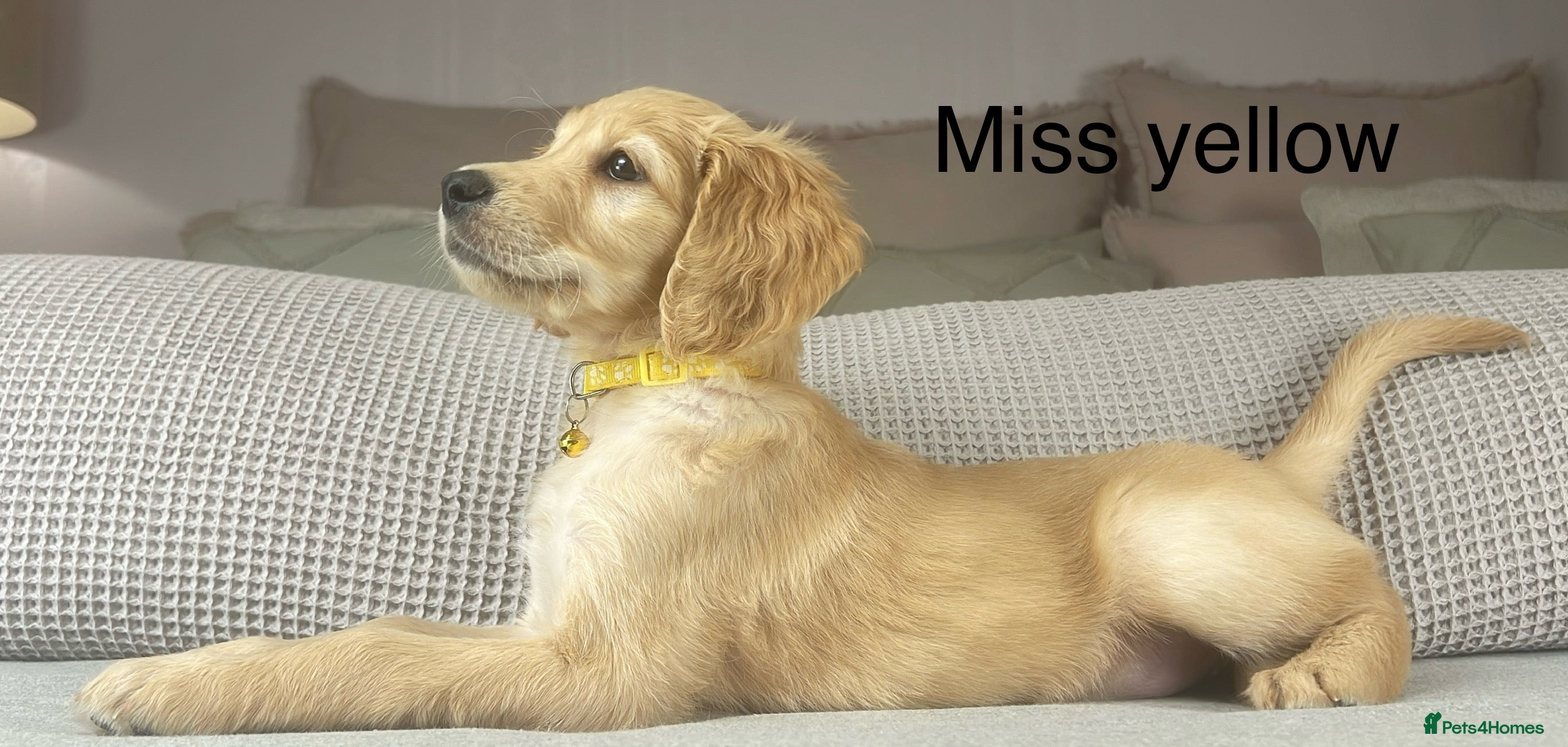 Goldendoodle dogs These will be stunning adults. Real head turners. - Advert 7