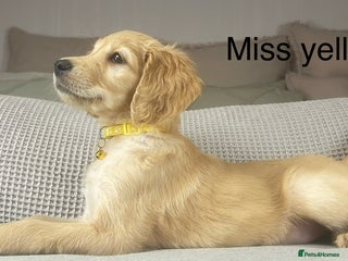 Goldendoodle dogs These will be stunning adults. Real head turners. - Advert 7