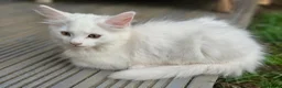 Mixed Breed cats for sale: Little cuties - Advert 15