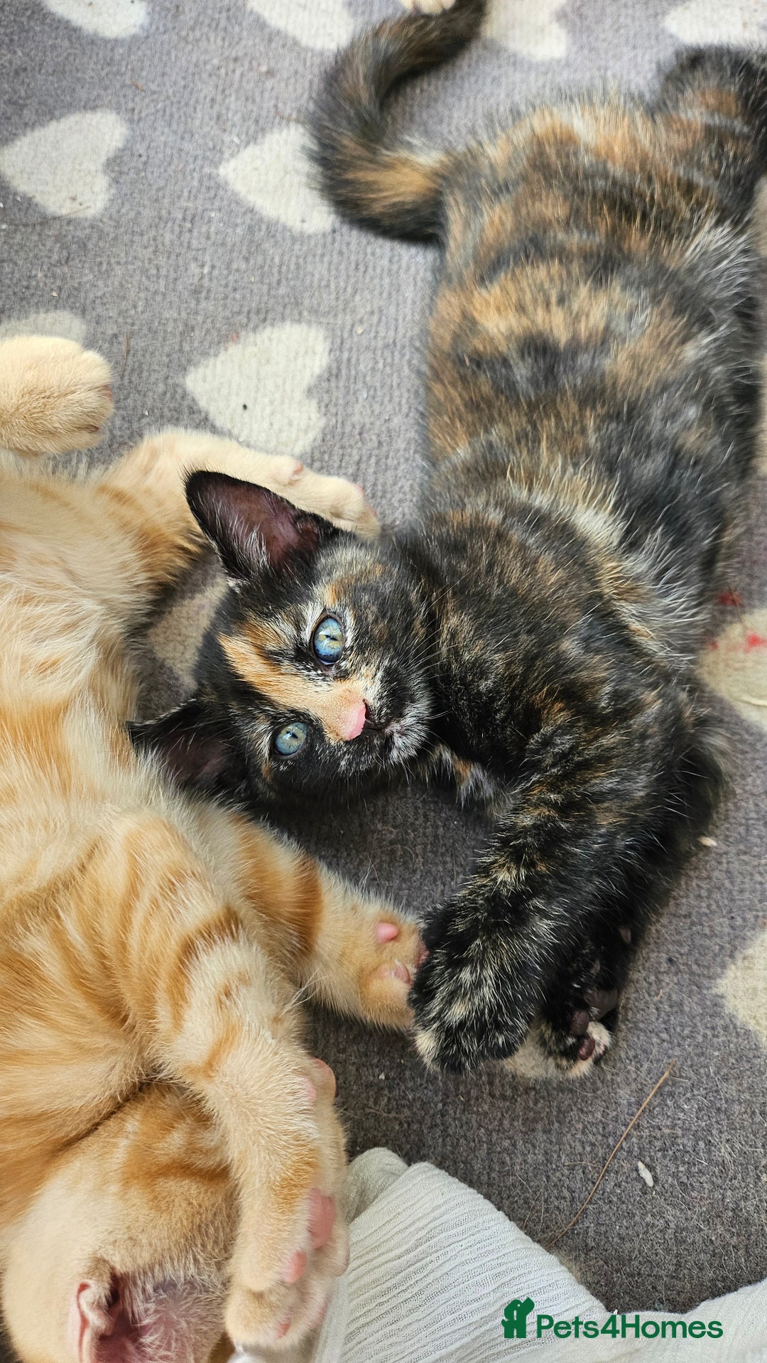 Mixed Breed cats for sale: 4 adorable kittens | ragdoll mix - Image 10