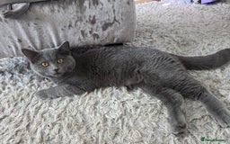 British Shorthair cats for sale: ☆ 6month male british shorthair kitten ☆ - Advert 16