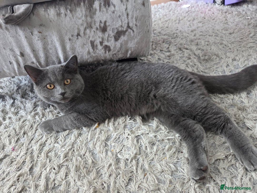 British Shorthair cats for sale: ☆ 6month male british shorthair kitten ☆ - Advert 16