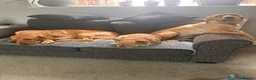 Goldador dogs for sale: Goldador 'nugget' 9 months old - Advert 2