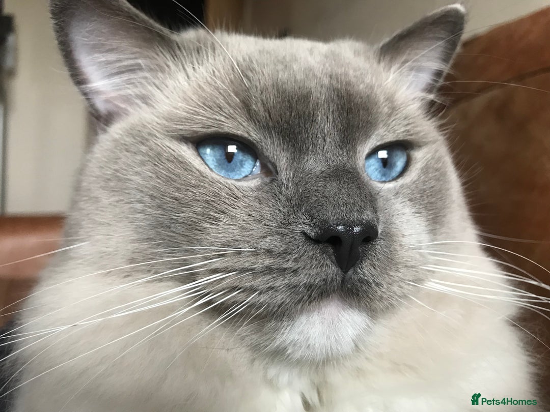Ragdoll cats for stud: GCCF & TICA registered stud, champion bloodline    in London - Image 6