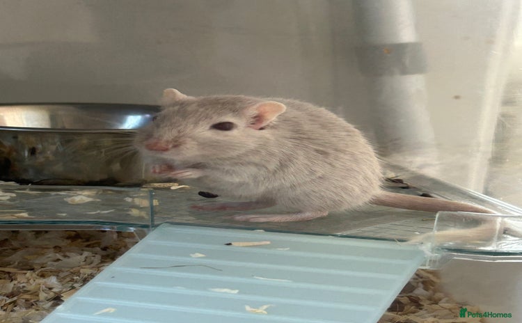 Gerbil rodents - Advert 2