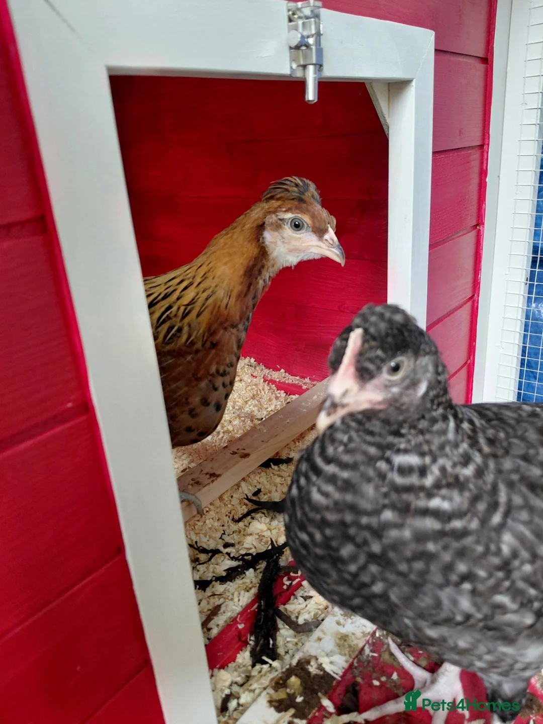 Chickens poultry for sale: 4 chickens  in Norwich - Advert 2