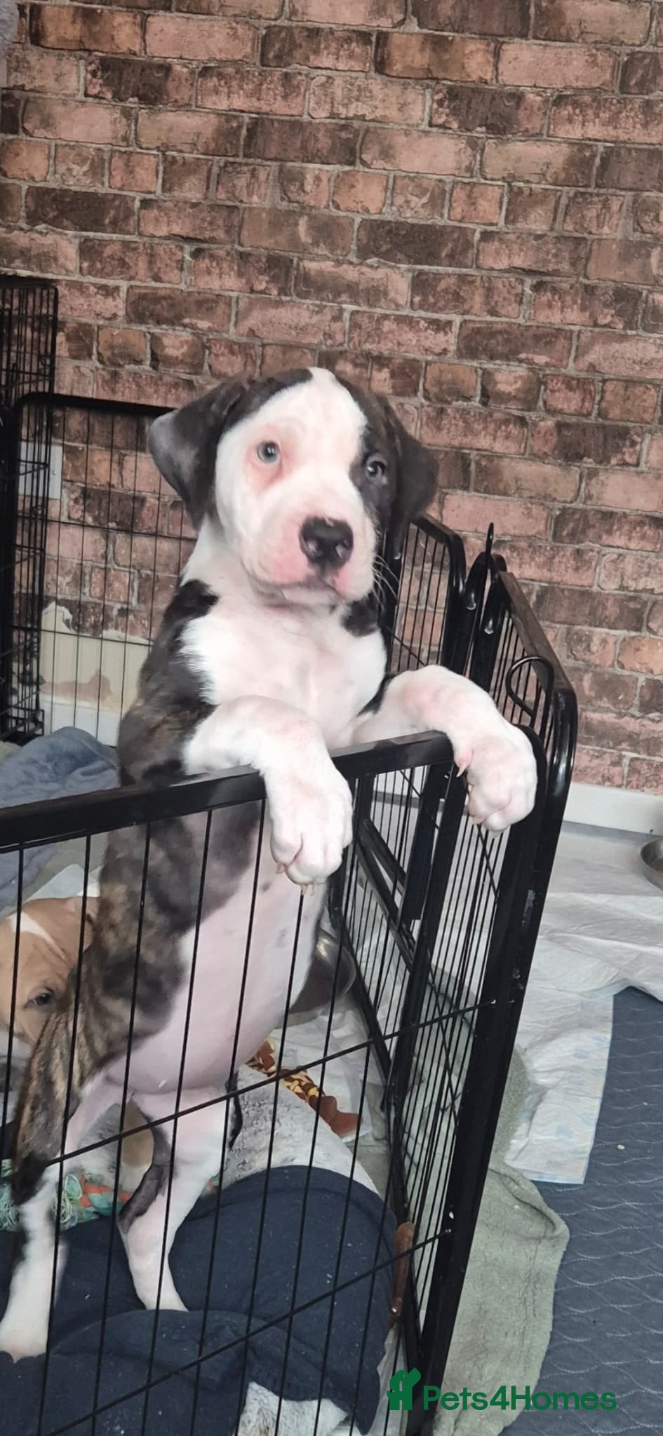 American Bulldog dogs ONLY 1 LEFT AMERICAN BULLDOG GIRL  - Advert 5