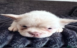 French Bulldog dogs for sale: FLUFFY FRENCH BULLDOGS  - Image 26