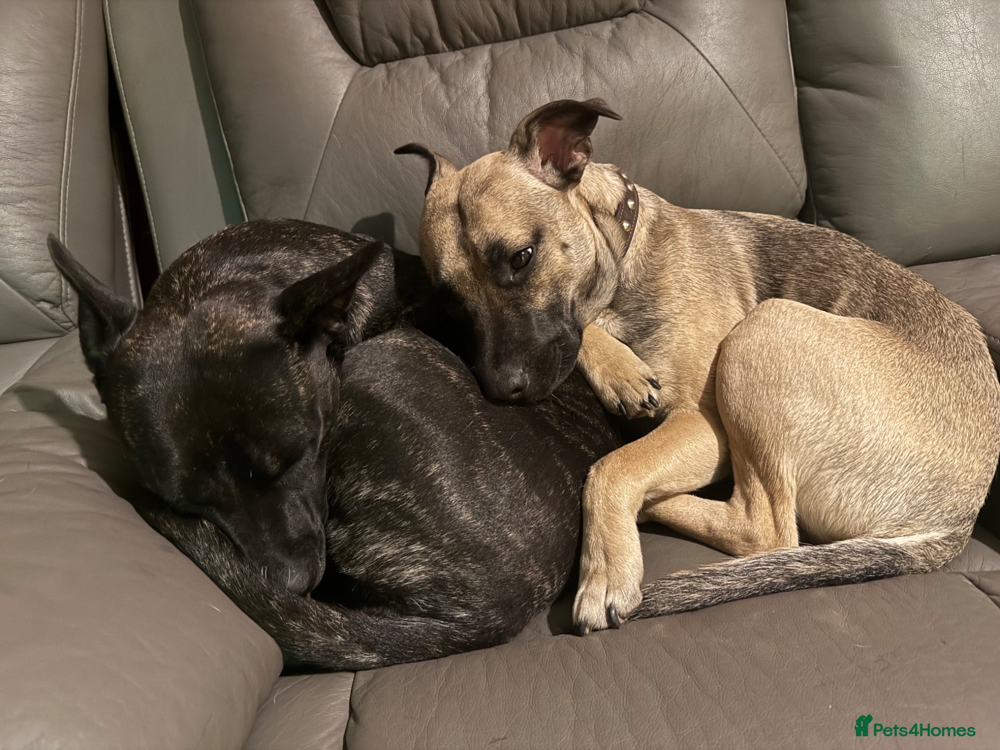 Mixed Breed dogs Male dog available  - Advert 5