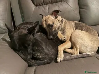 Mixed Breed dogs Male dog available - Advert 5