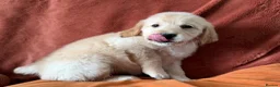 Golden Retriever dogs for sale: KC Golden retriever pups, fame & champion lines - Advert 7