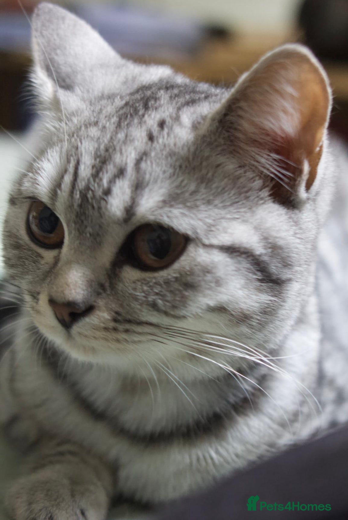 British Shorthair cats GCCF REGISTERED CHAMPION LINES SILVER SPOTTED BSH - Advert 10