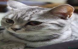 British Shorthair cats for sale: GCCF REGISTERED CHAMPION LINES SILVER SPOTTED BSH - Image 1