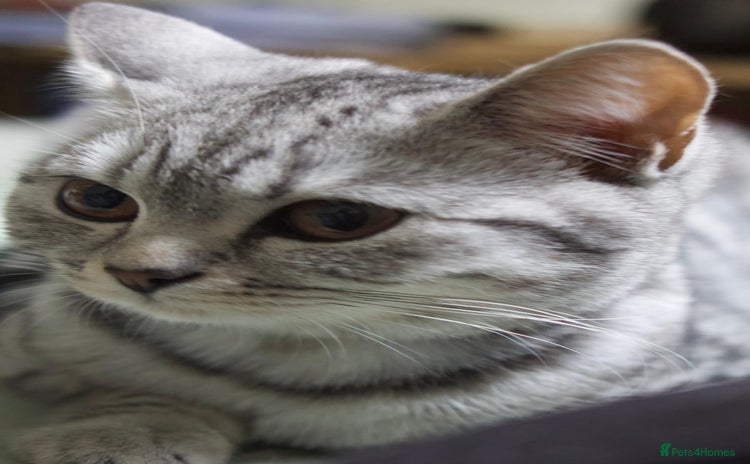 British Shorthair cats - Advert 4