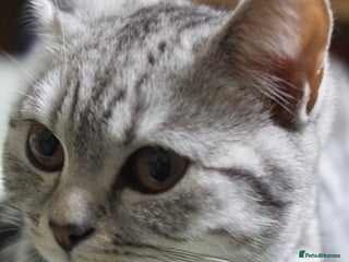 British Shorthair cats - Advert 11