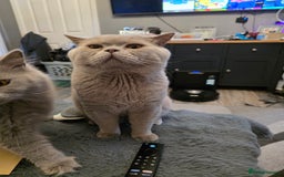 British Shorthair cats for sale: BSH cross 2 female 1 male. - Image 6