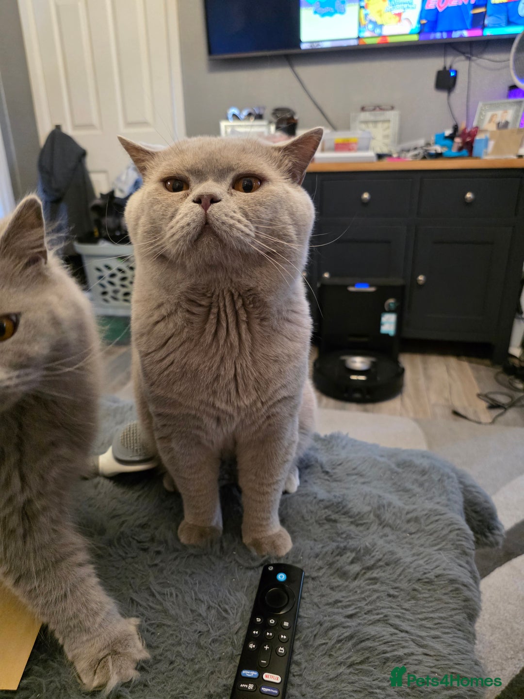 British Shorthair cats for sale: BSH cross 2 female 1 male. - Image 6