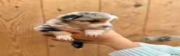 Mixed Breed dogs for sale: Collie puppies for sale  - Advert 4