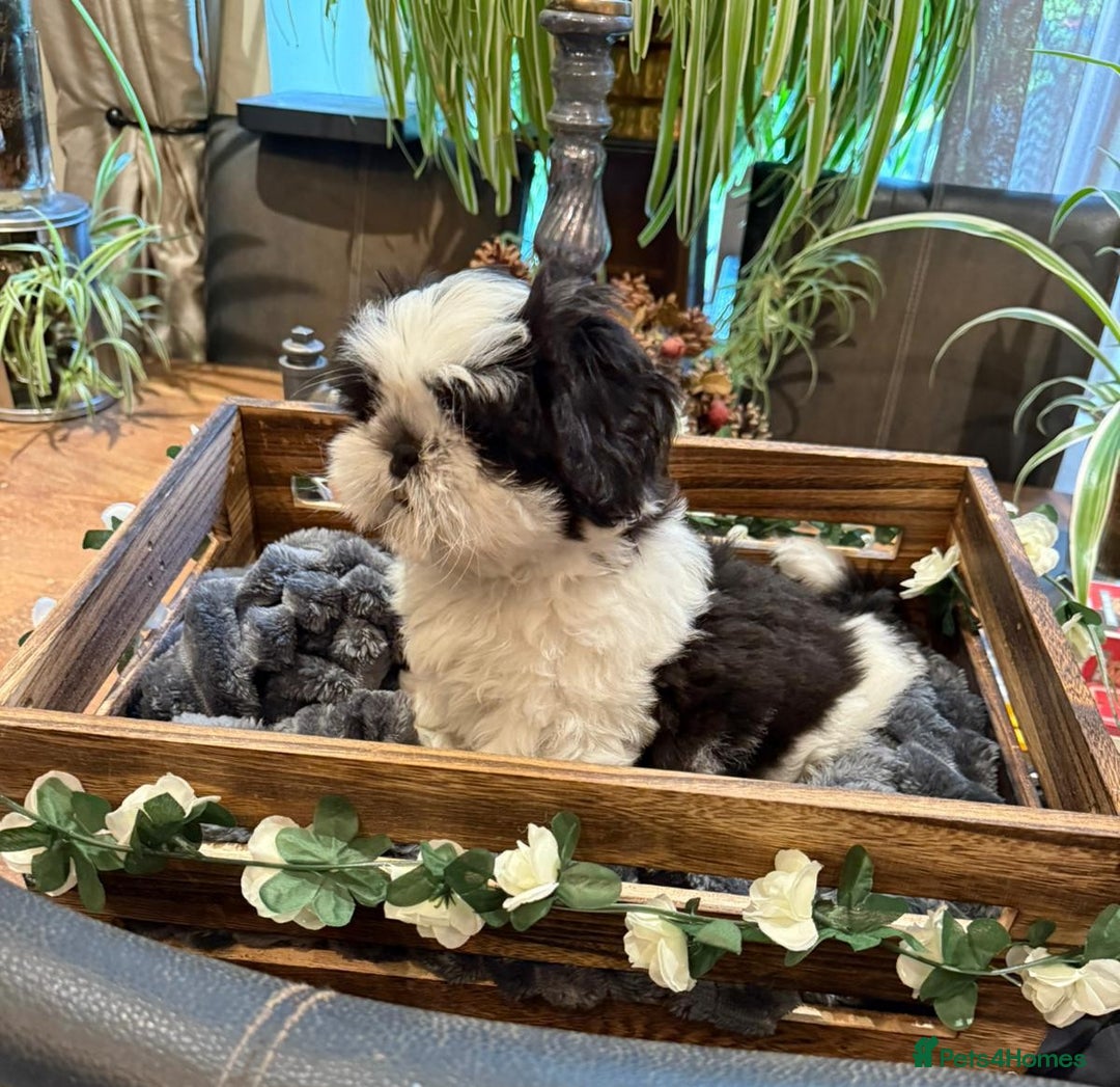 Shih Tzu dogs for sale: Pedigree Shitzu Puppies  - Image 3