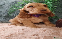 Cocker Spaniel dogs for sale: 🔥LAST TWO BOYS LEFT!🔥 KC SHOW COCKER SPANIEL  - Image 10