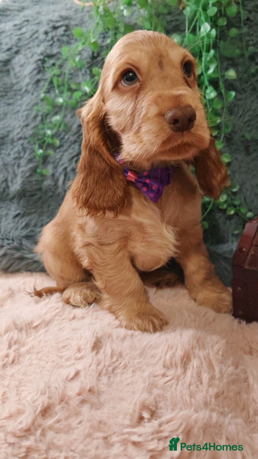 Cocker Spaniel dogs for sale: 🔥LAST TWO BOYS LEFT!🔥 KC SHOW COCKER SPANIEL  - Image 10