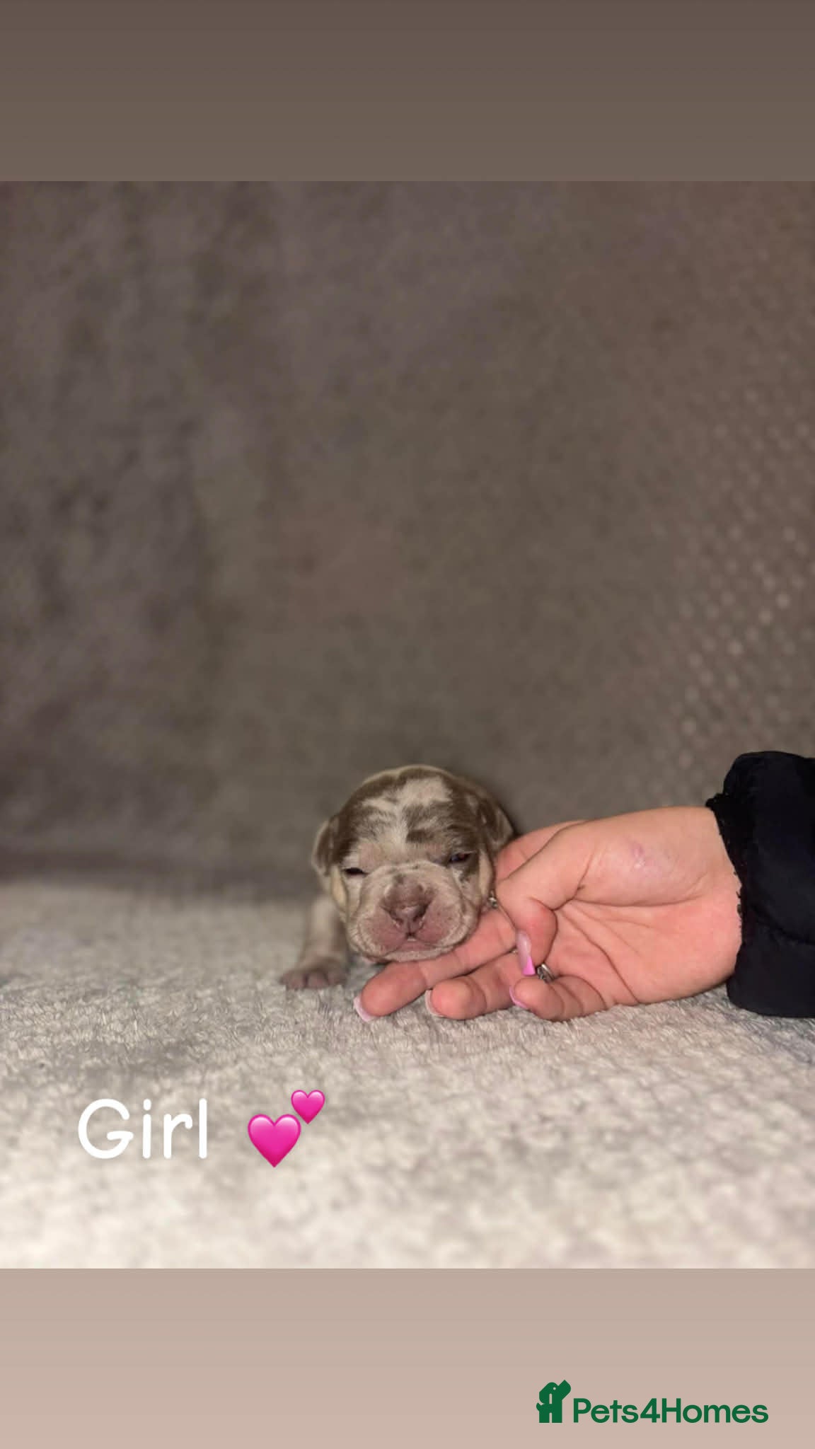 Mixed Breed dogs Puppies - Advert 2