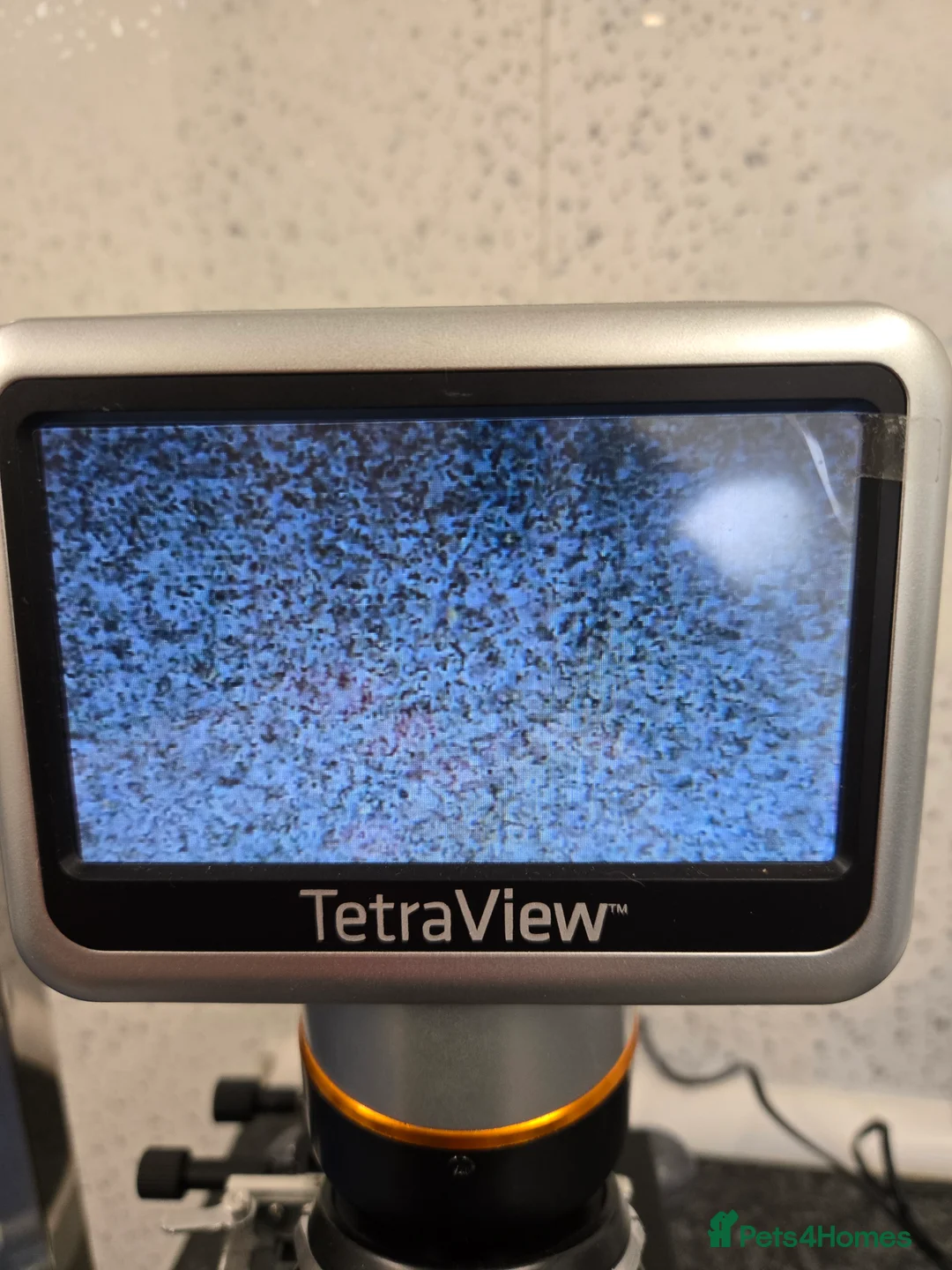 Miniature Dachshund dogs for stud: Isabella & Tan Miniature Dachshund Stud  in Wallingford - Advert 17