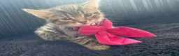Mixed Breed cats for sale: 5 beautiful tabby kittens  - Advert 20
