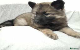 German Shepherd dogs for sale: BEAUTIFUL SABLE GERMAN SHEPHERD PUPS - Image 3