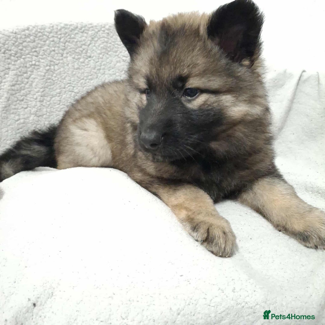 German Shepherd dogs for sale: BEAUTIFUL SABLE GERMAN SHEPHERD PUPS - Image 3