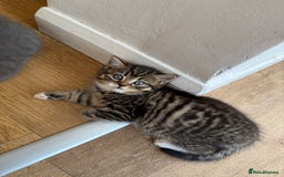 British Shorthair cats for sale: British Shorthair half breed kitten - Image 2