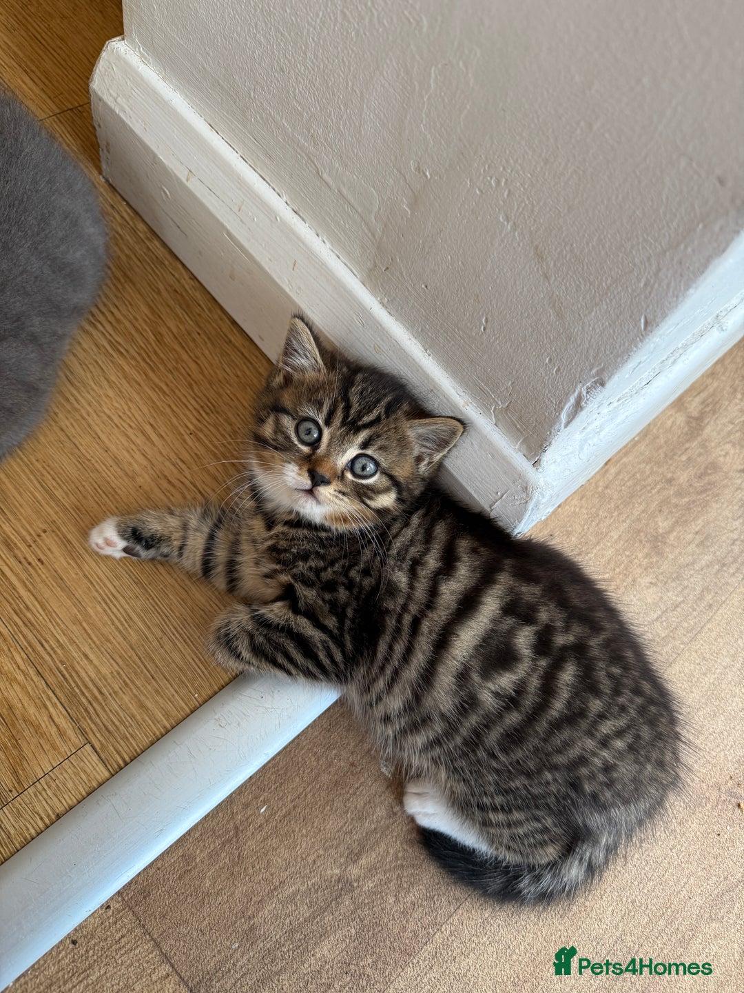 British Shorthair cats for sale: British Shorthair half breed kitten - Image 2
