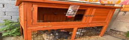 Mixed Breed rabbits for sale: 2 female rabbits & 2 tier hutch  in Tipton - Advert 4