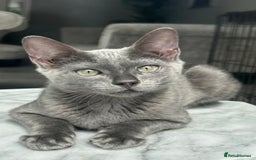 Bengal cats for sale: Two adorable Blue/Melanistic Bengal Kittens TICA  in Benfleet - Image 7
