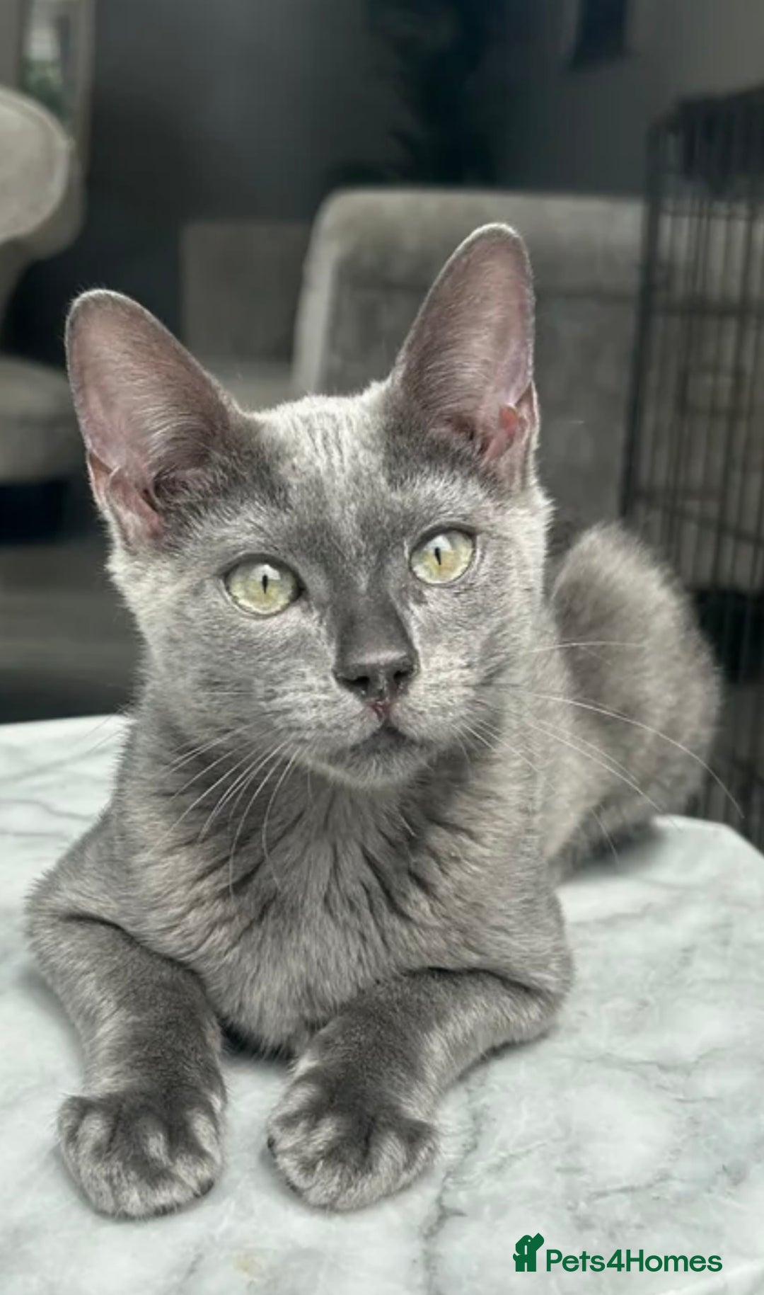 Bengal cats for sale: Two adorable Blue/Melanistic Bengal Kittens TICA  in Benfleet - Image 7