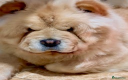Chow Chow dogs for sale: KC ADULT FEMALE CHOW FOR SALE!!!!!!!! - Image 5