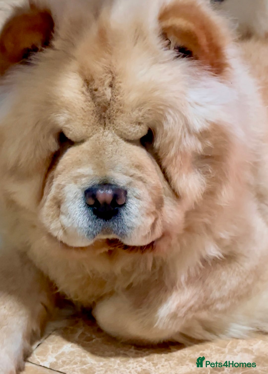 Chow Chow dogs for sale: KC ADULT FEMALE CHOW FOR SALE!!!!!!!! - Image 5
