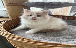 British Longhair cats for sale: Ready now . British longhair boy  - Image 11