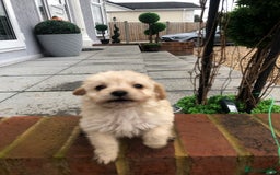 Jackapoo dogs for sale: 6 beautiful jackapoo pups - Image 9