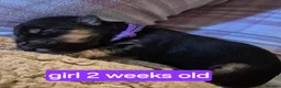 Morkie dogs for sale: Morkie puppies - Advert 6